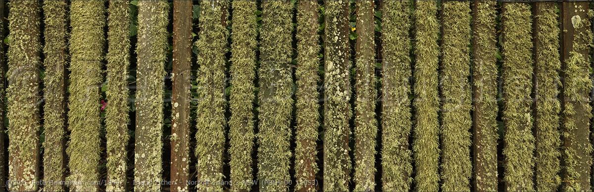 Peter Bellingham Photography Island Lichen - Norfolk Island - NSW (PBH4 00 12053)